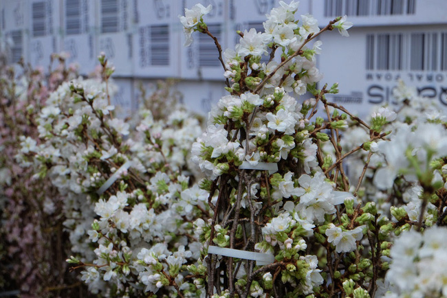 can canh hang nghin canh hoa anh dao duoc cam tai tuong dai ly thai to