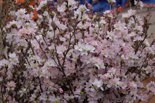 can canh hang nghin canh hoa anh dao duoc cam tai tuong dai ly thai to