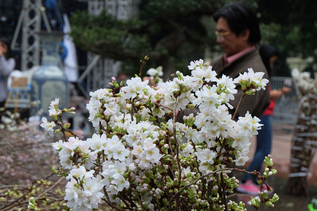 can canh hang nghin canh hoa anh dao duoc cam tai tuong dai ly thai to