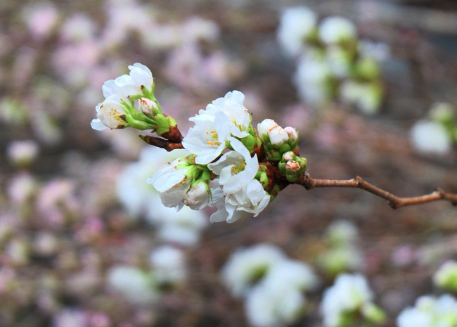 can canh hang nghin canh hoa anh dao duoc cam tai tuong dai ly thai to