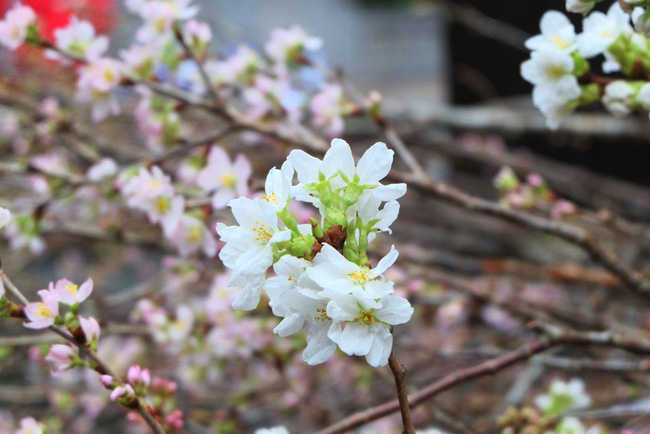 can canh hang nghin canh hoa anh dao duoc cam tai tuong dai ly thai to