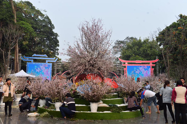 nguoi dan ha noi hao huc chup anh voi hoa anh dao tu ngoai hang rao