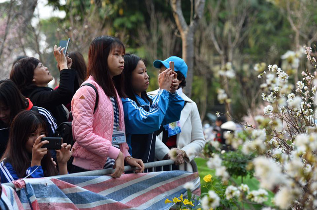 nguoi dan ha noi hao huc chup anh voi hoa anh dao tu ngoai hang rao