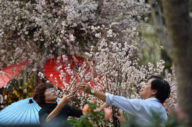 nguoi dan ha noi hao huc chup anh voi hoa anh dao tu ngoai hang rao