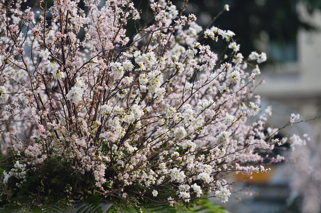 nguoi dan ha noi hao huc chup anh voi hoa anh dao tu ngoai hang rao