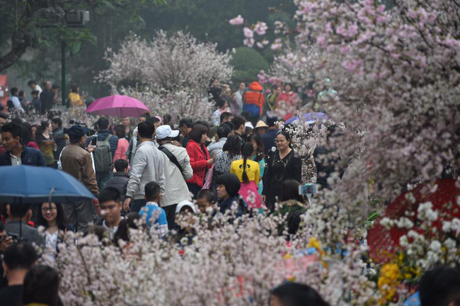 nguoi dan doi mua do xo di chup anh voi hoa anh dao xin 100 o ha noi