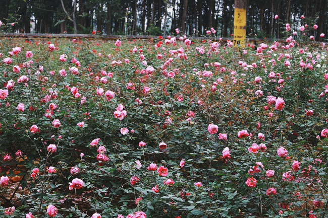 con duong khoi nghiep voi 20000 goc hoa hong sach cua nu luat su ha noi