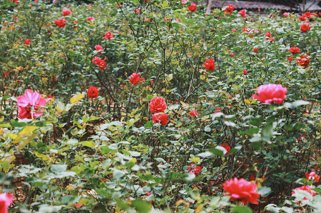 con duong khoi nghiep voi 20000 goc hoa hong sach cua nu luat su ha noi