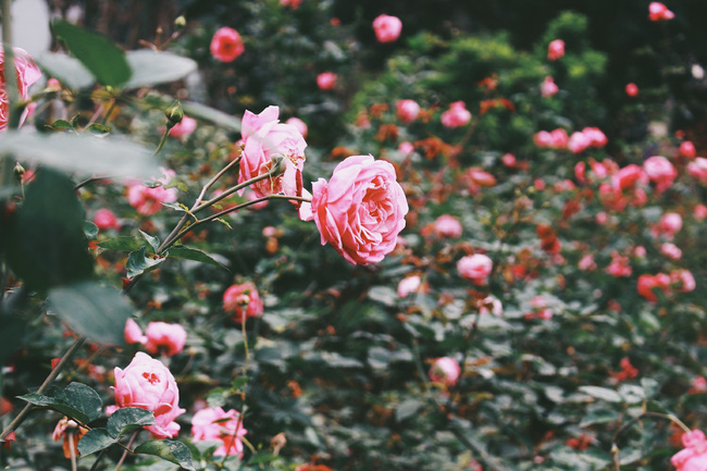 con duong khoi nghiep voi 20000 goc hoa hong sach cua nu luat su ha noi