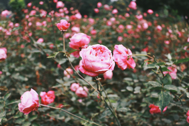 con duong khoi nghiep voi 20000 goc hoa hong sach cua nu luat su ha noi