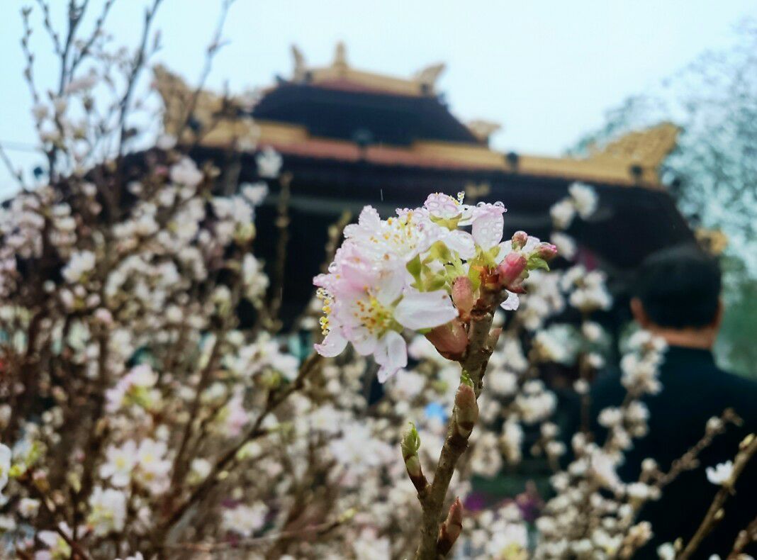 5000 canh anh hoa anh dao tai trien lam hoa anh dao tai bac ninh