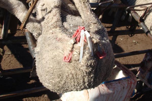 khong chi rieng ca sau nhieu con vat khac cung phai chiu noi dau tan cung cho nganh thoi trang