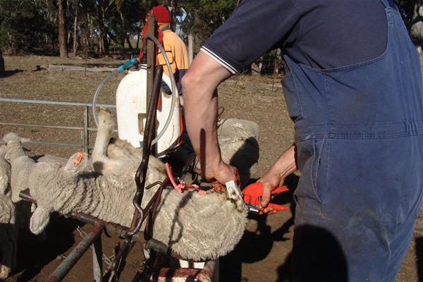 khong chi rieng ca sau nhieu con vat khac cung phai chiu noi dau tan cung cho nganh thoi trang