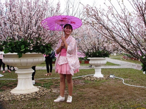 chuan bi to chuc trung bay hoa anh dao tai thanh pho vinh yen vinh phuc