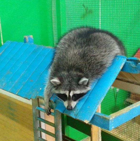 chup anh cung mau thieu vai chu gau meo bi ton thuong tam ly nang ne