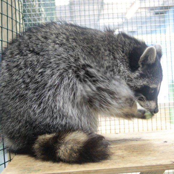 chup anh cung mau thieu vai chu gau meo bi ton thuong tam ly nang ne