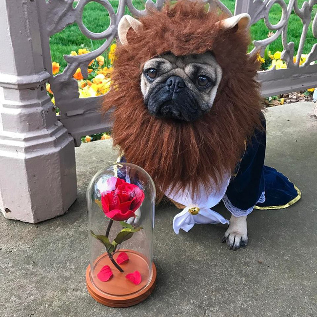 phim ngan hai huoc an theo sieu pham nguoi dep va quai vat cua cap doi cho pug