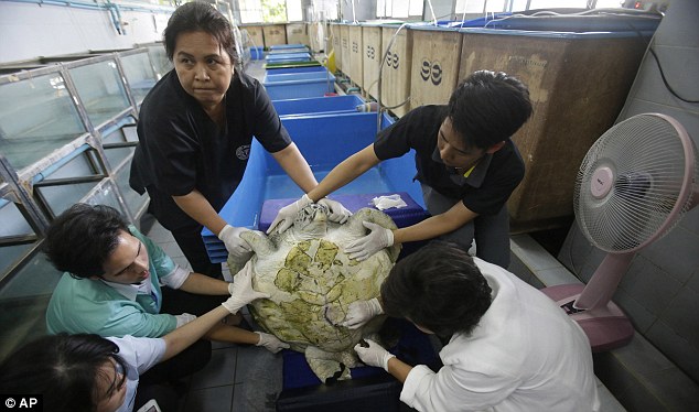 nguoi thai lan dau long khi con rua nuot gan 1000 dong xu qua doi vi bien chung sau ca phau thuat