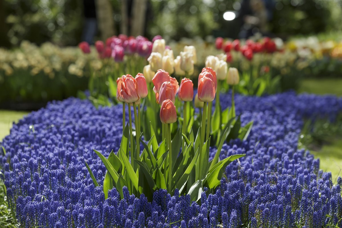 7 trieu bong hoa tulip bung no o ha lan khien ban dung ngoi khong yen