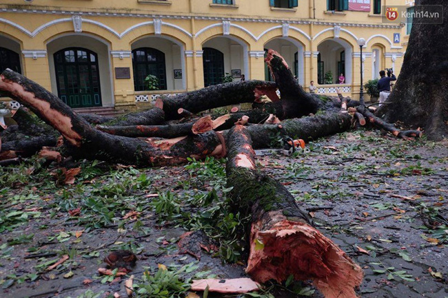 ha noi cay do sau mua dong nu sinh truong chu van an gay ca tay chan