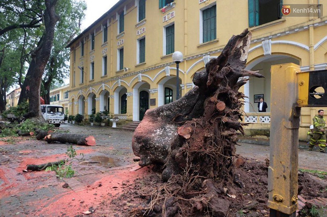 clip nu sinh truong chu van an gay ca tay chan sau khi bi cay do vao nguoi