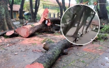 clip nu sinh truong chu van an gay ca tay chan sau khi bi cay do vao nguoi