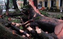 clip cay co thu do trong san truong thpt chu van an sau con dong mot nu sinh bi gay tay chan