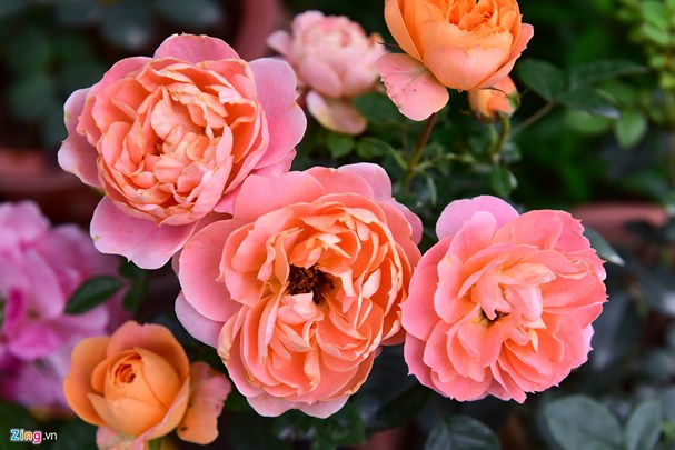 chiem nguong muon sac hoa hong bulgaria tai cong vien nuoc ho tay tu 8 113