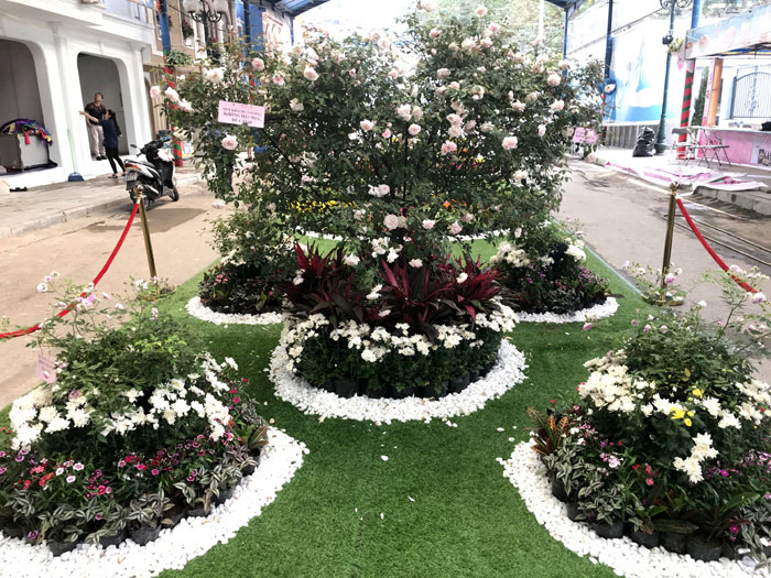 chiem nguong muon sac hoa hong bulgaria tai cong vien nuoc ho tay tu 8 113