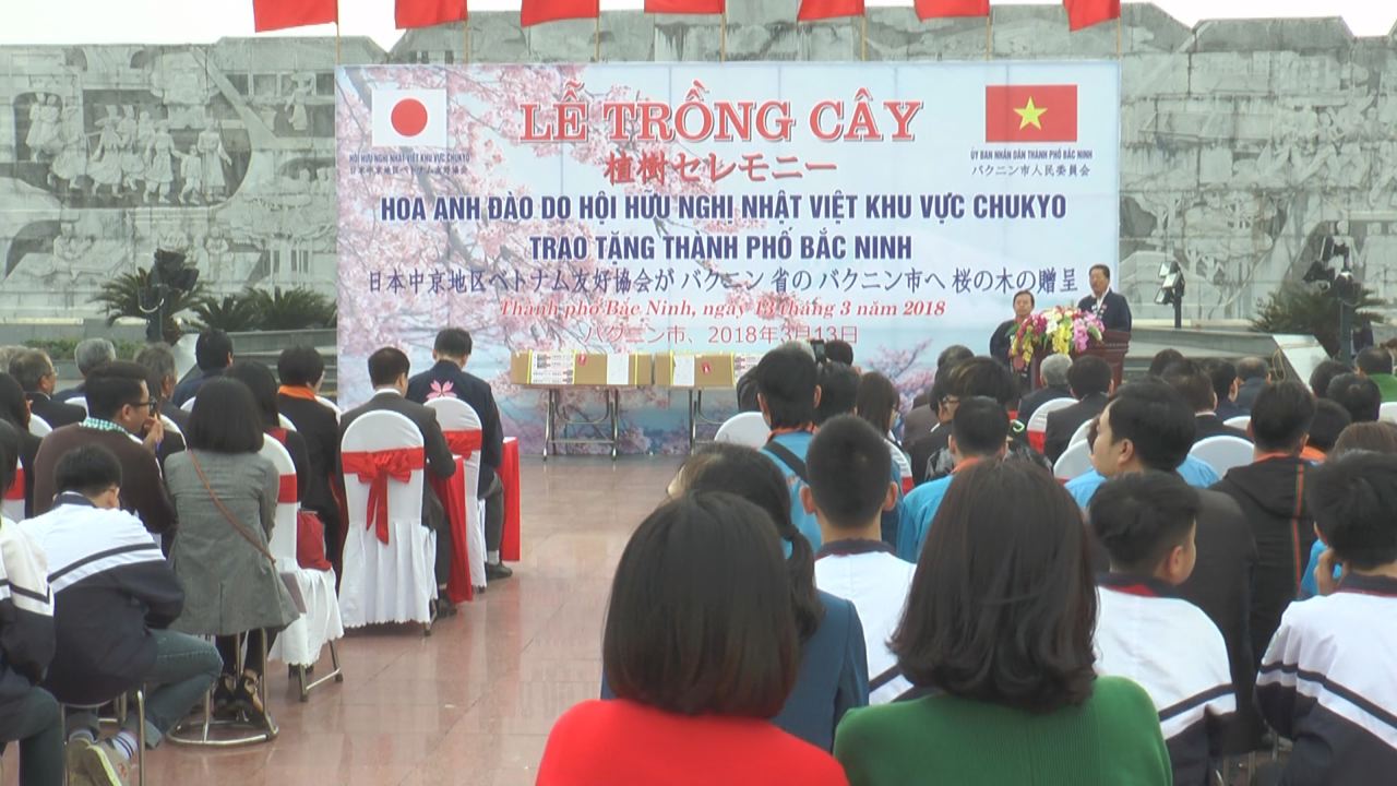hoa anh dao nhat ban se khoe sac tren que huong quan ho