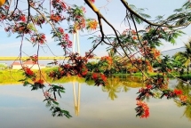 sap co le hoi hoa phuong do hai phong 2016