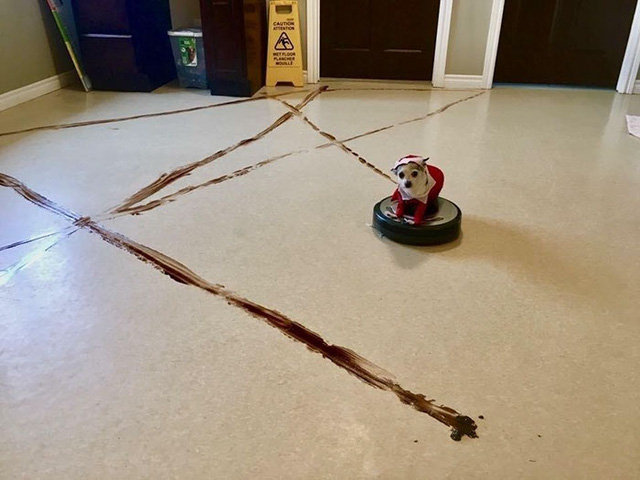 nha nuoi cho cho dai ma dung robot hut bui neu khong se lanh hau qua kinh khung nay