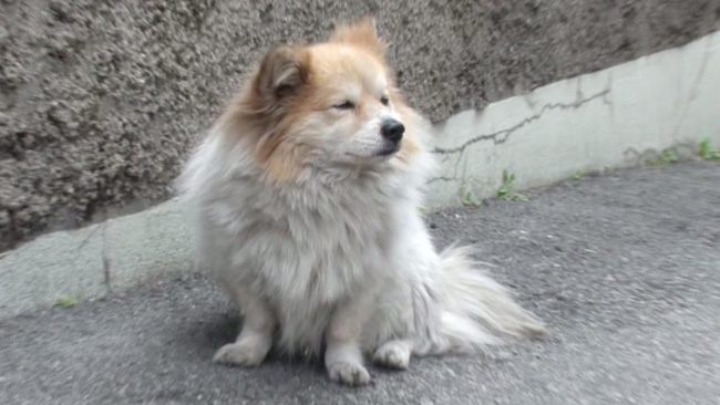 chu cho bi bo roi 3 nam van doi chu nhung chu nhan cua no khong he dang trach nhu nguoi ta nghi