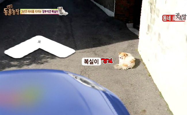 chu cho bi bo roi 3 nam van doi chu nhung chu nhan cua no khong he dang trach nhu nguoi ta nghi