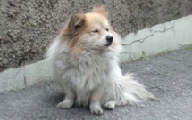 chu cho bi bo roi 3 nam van doi chu nhung chu nhan cua no khong he dang trach nhu nguoi ta nghi