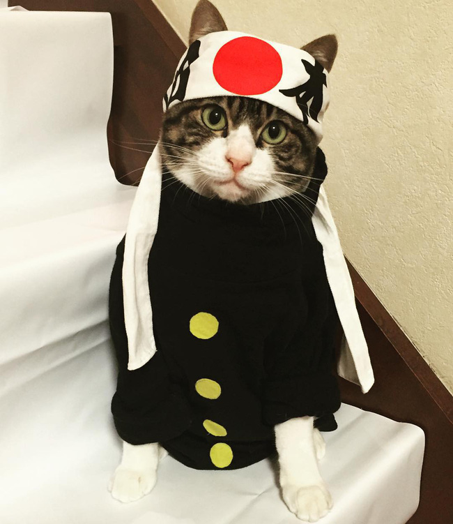 dai su meo cute di truyen ba van hoa nhat ban