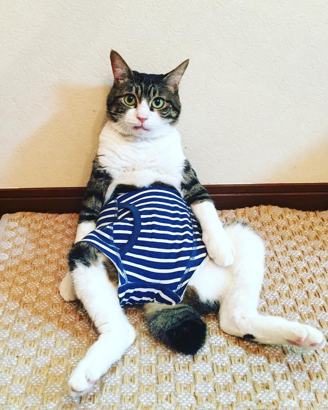 dai su meo cute di truyen ba van hoa nhat ban