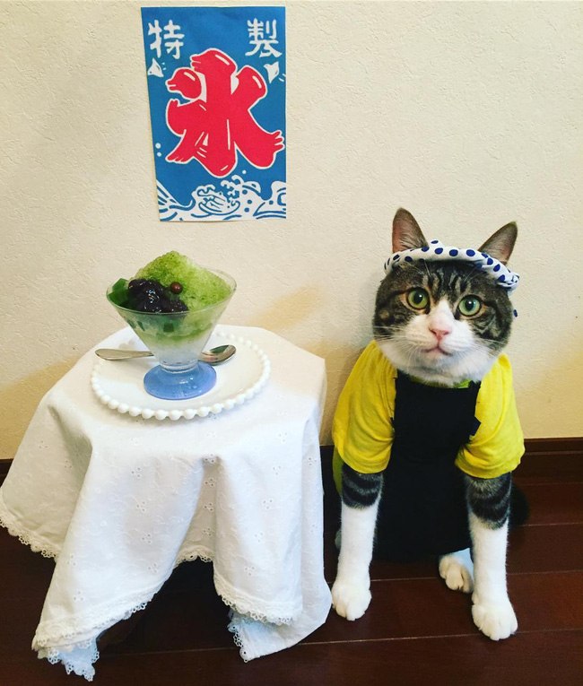 dai su meo cute di truyen ba van hoa nhat ban