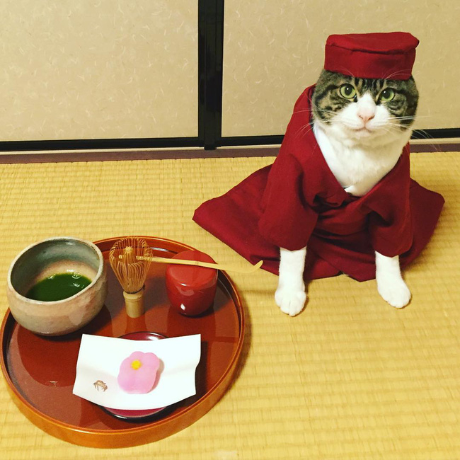 dai su meo cute di truyen ba van hoa nhat ban