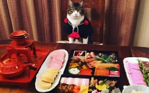 dai su meo cute di truyen ba van hoa nhat ban