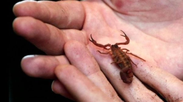 nam hanh khach bi bo cap nhay du len dau tren chuyen bay cua hang united airlines