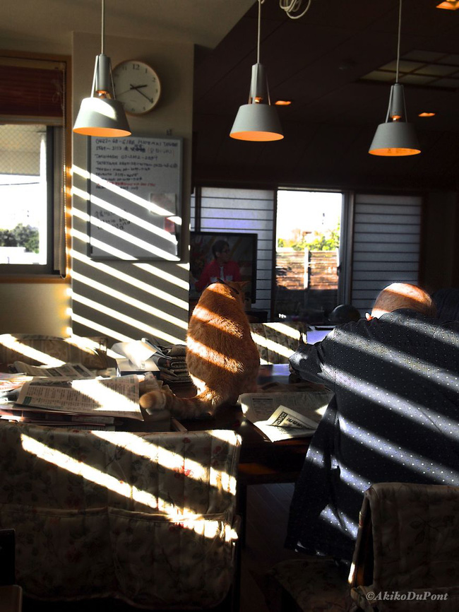 cuoc song binh yen cua cu ong nhat ban va chu meo cung qua ong kinh cua cau chau trai