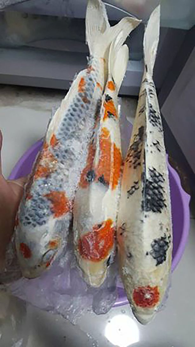ba noi tro choi troi ran ca chep koi gia tram trieu dong cho ca nha an