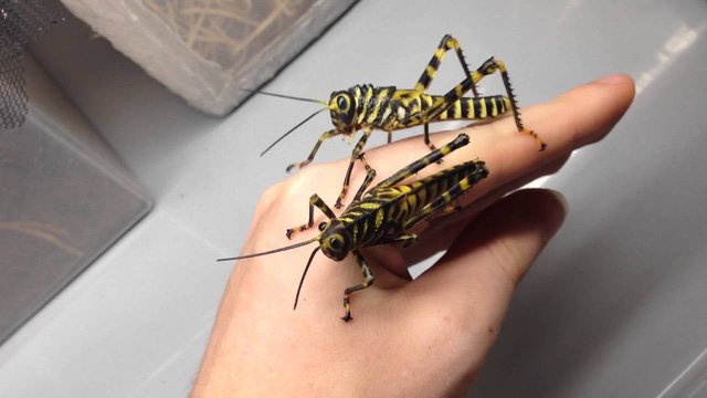 chang trai tro nen noi tieng tren instagram chi nho cho con trung len mat