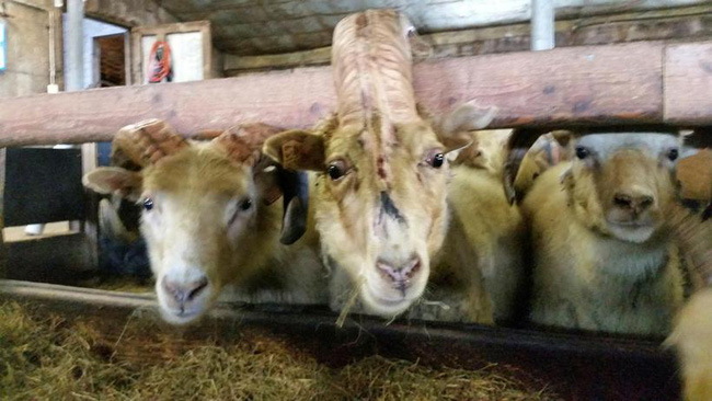 tim thay cuu mot sung giong ky lan trong truyen thuyet