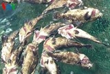 lay mau nuoc xac dinh nguyen nhan ca chet tai dao phu quy binh thuan