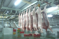 tu 112020 han che gay so hai dau don cho vat nuoi truoc khi bi giet mo