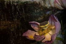 cam nhan suc hut ha noi qua tranh son mai cua nghe si nuoc ngoai