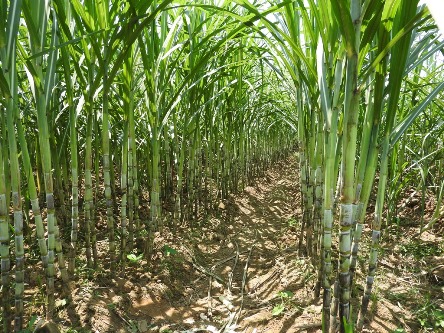 du an thuy dien cam thuy 1 cam thuy thanh hoa nguoi dan khong dong y voi phuong an boi thuong