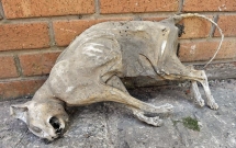 video canh mo nap quan tai chua xac uop ai cap 2500 nam duoc phat truc tiep tren kenh truyen hinh